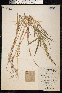 Echinochloa colona image