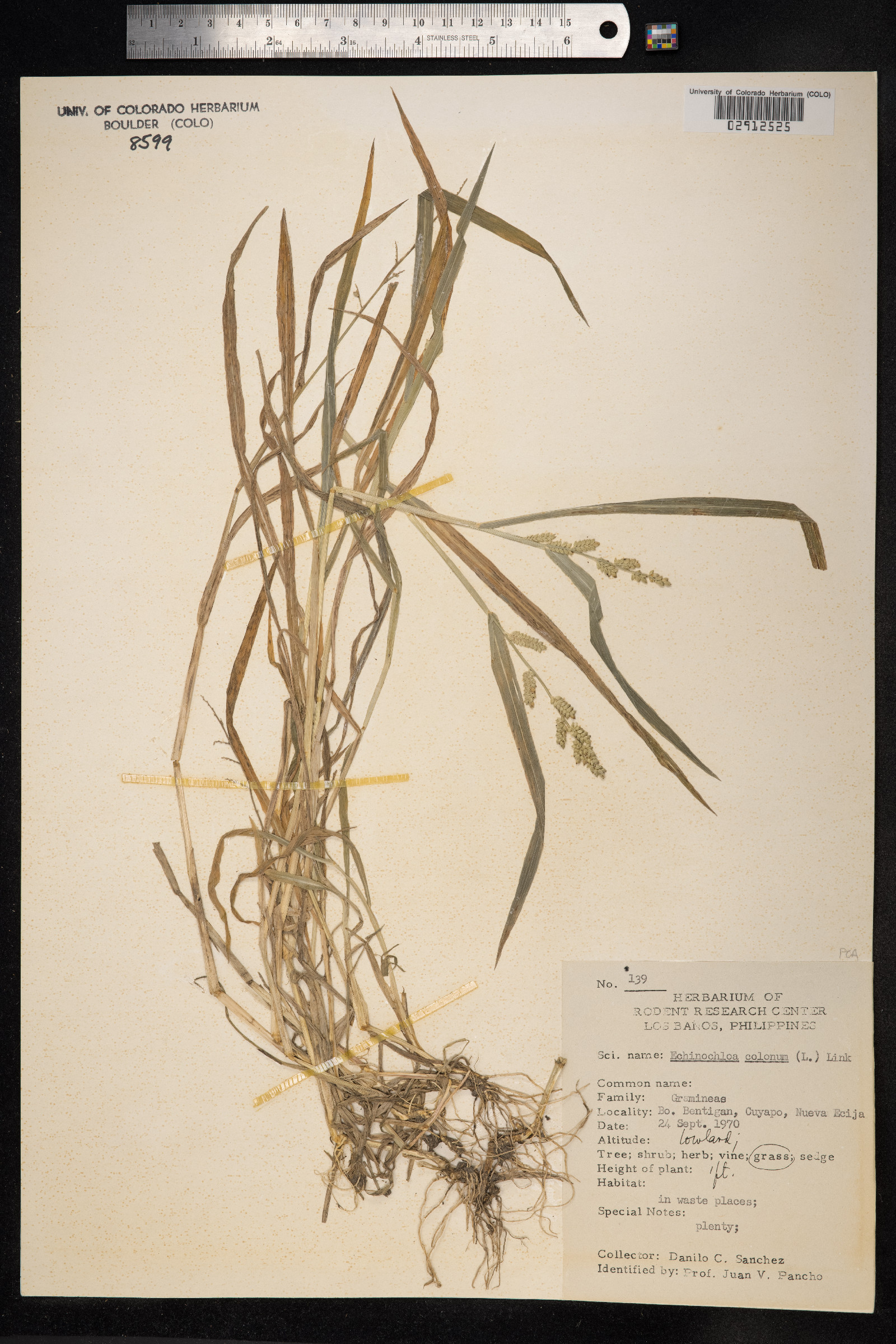Echinochloa colona image