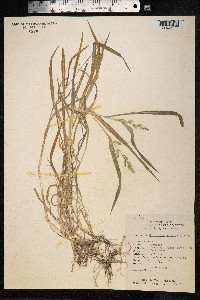 Echinochloa colona image