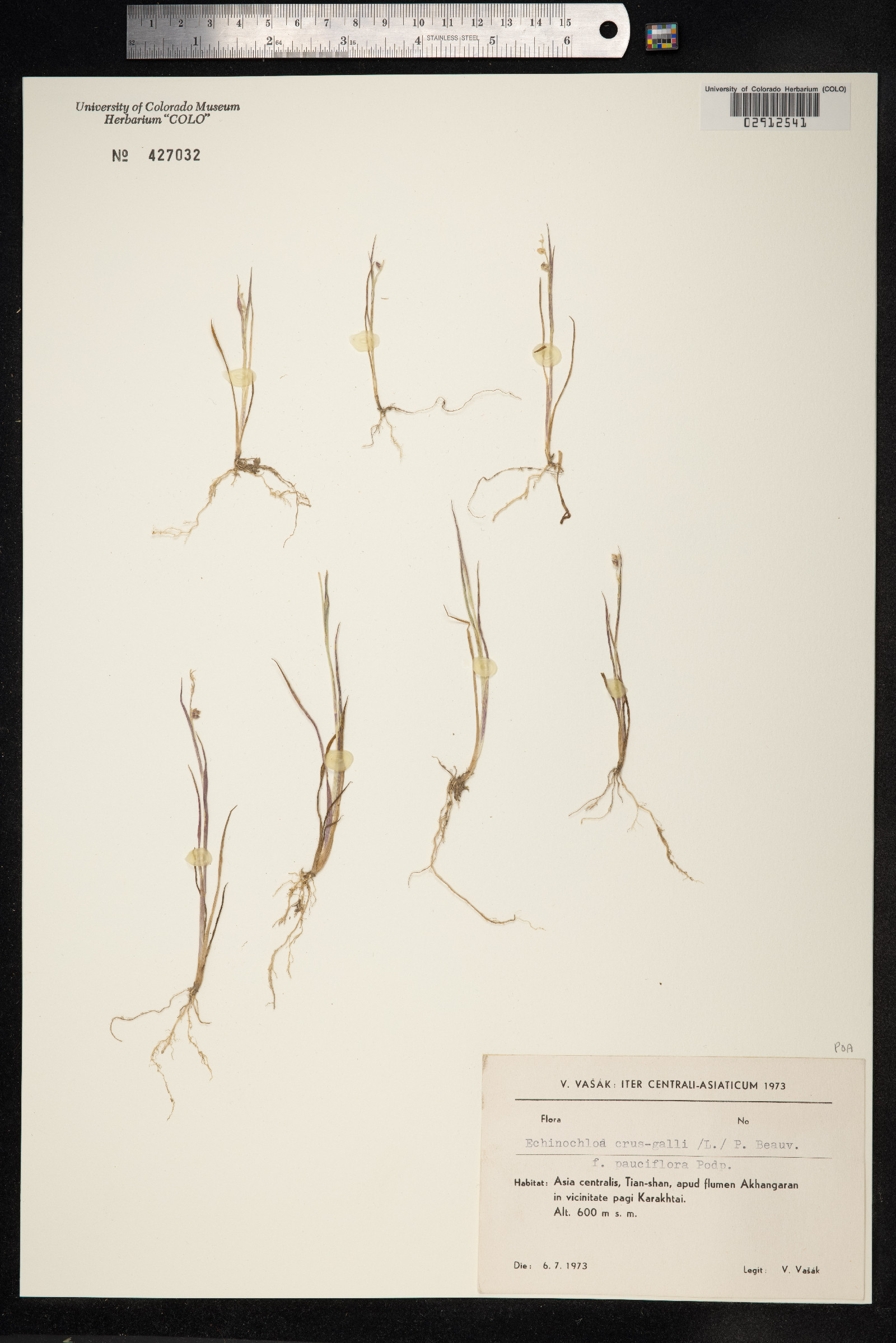 Echinochloa crus-galli image