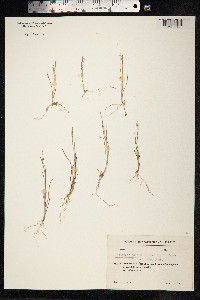 Echinochloa crus-galli image