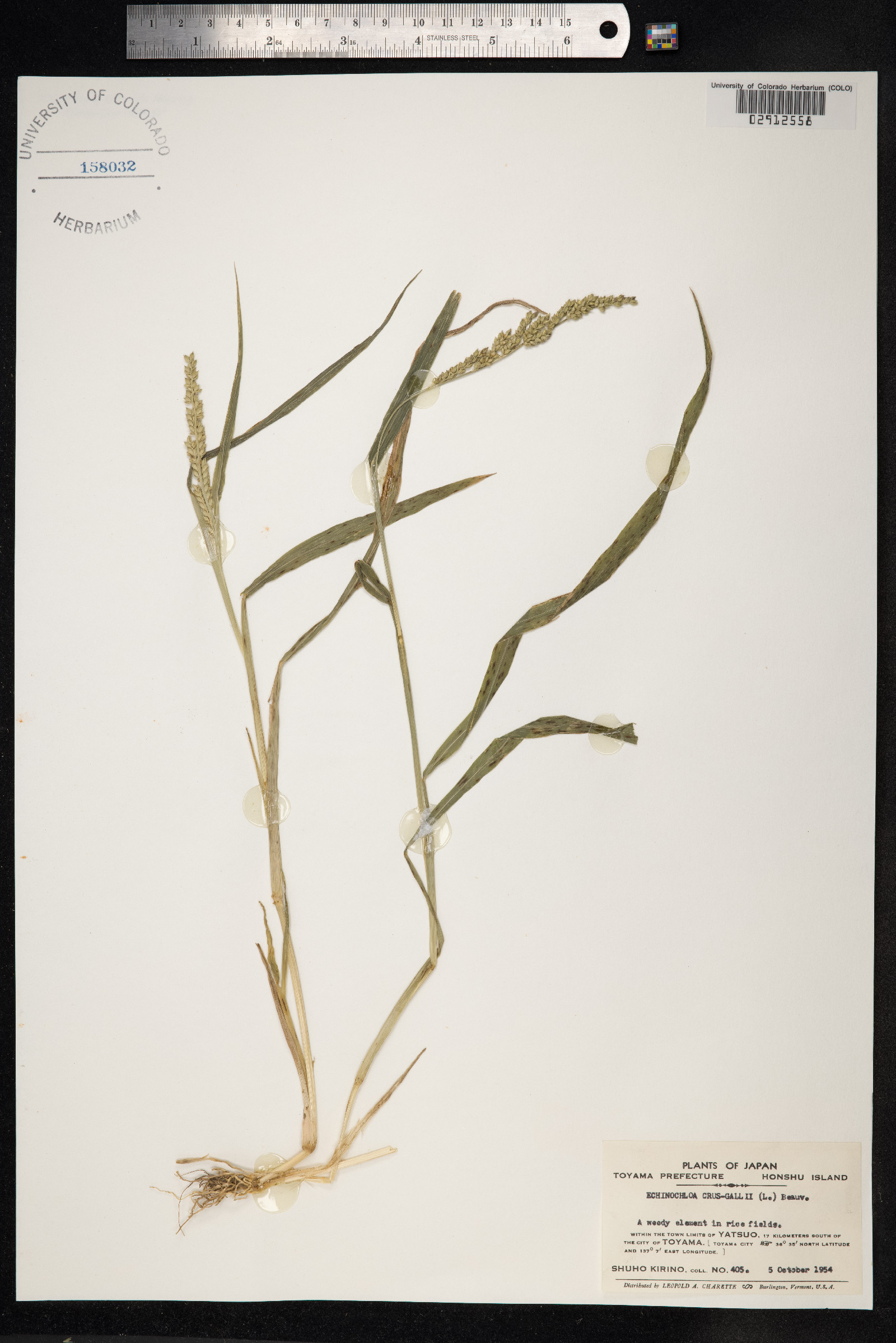 Echinochloa crus-galli image