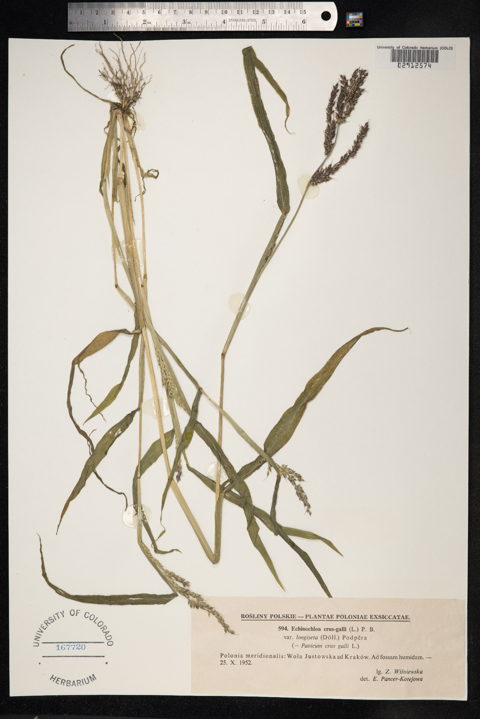 Echinochloa crus-galli image