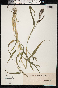 Echinochloa crus-galli image