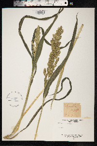 Echinochloa crus-galli image