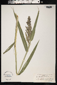 Echinochloa crus-galli image