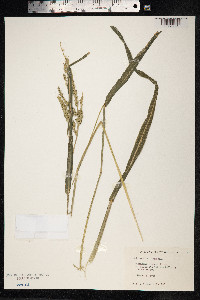 Echinochloa crus-galli image
