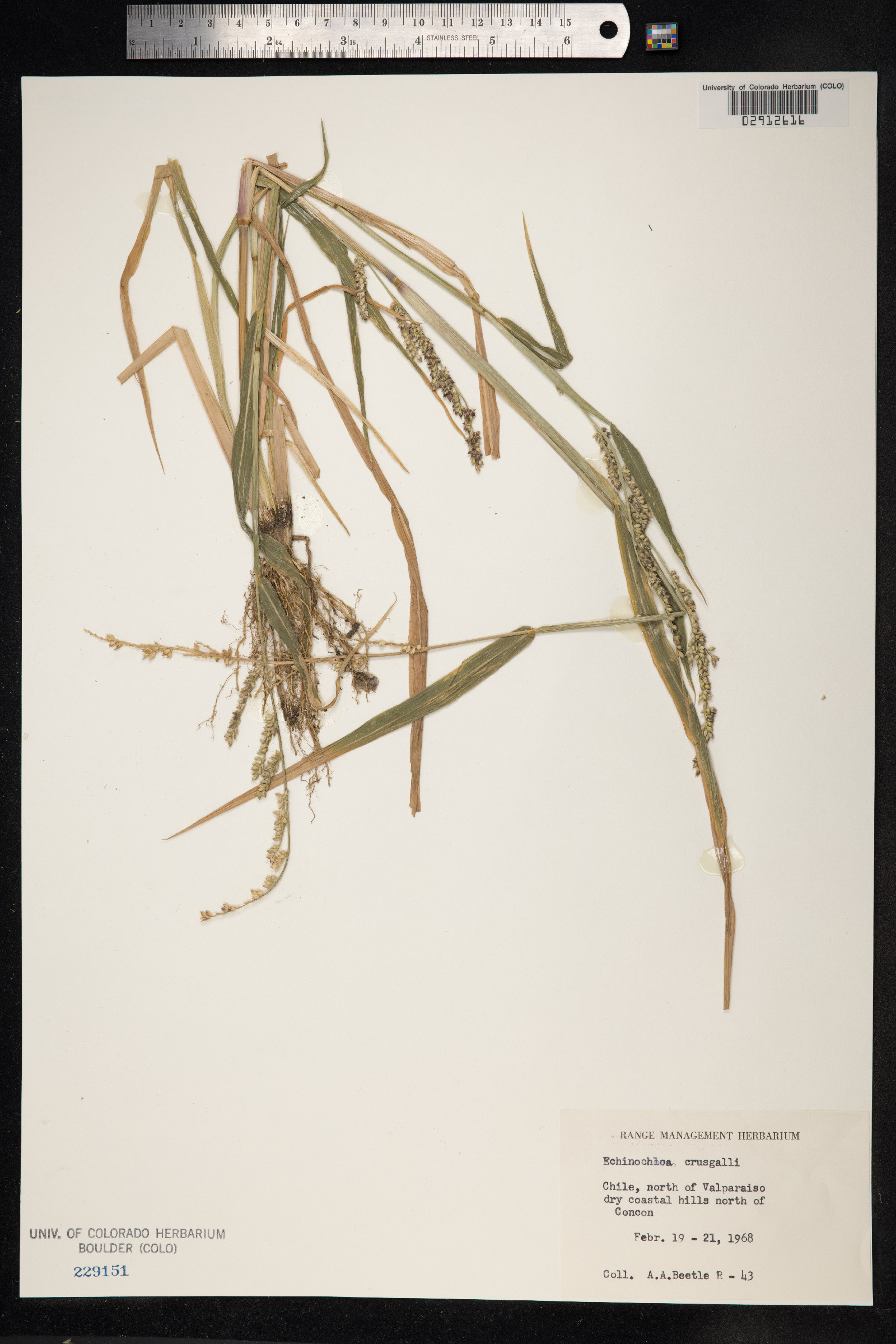 Echinochloa crus-galli image