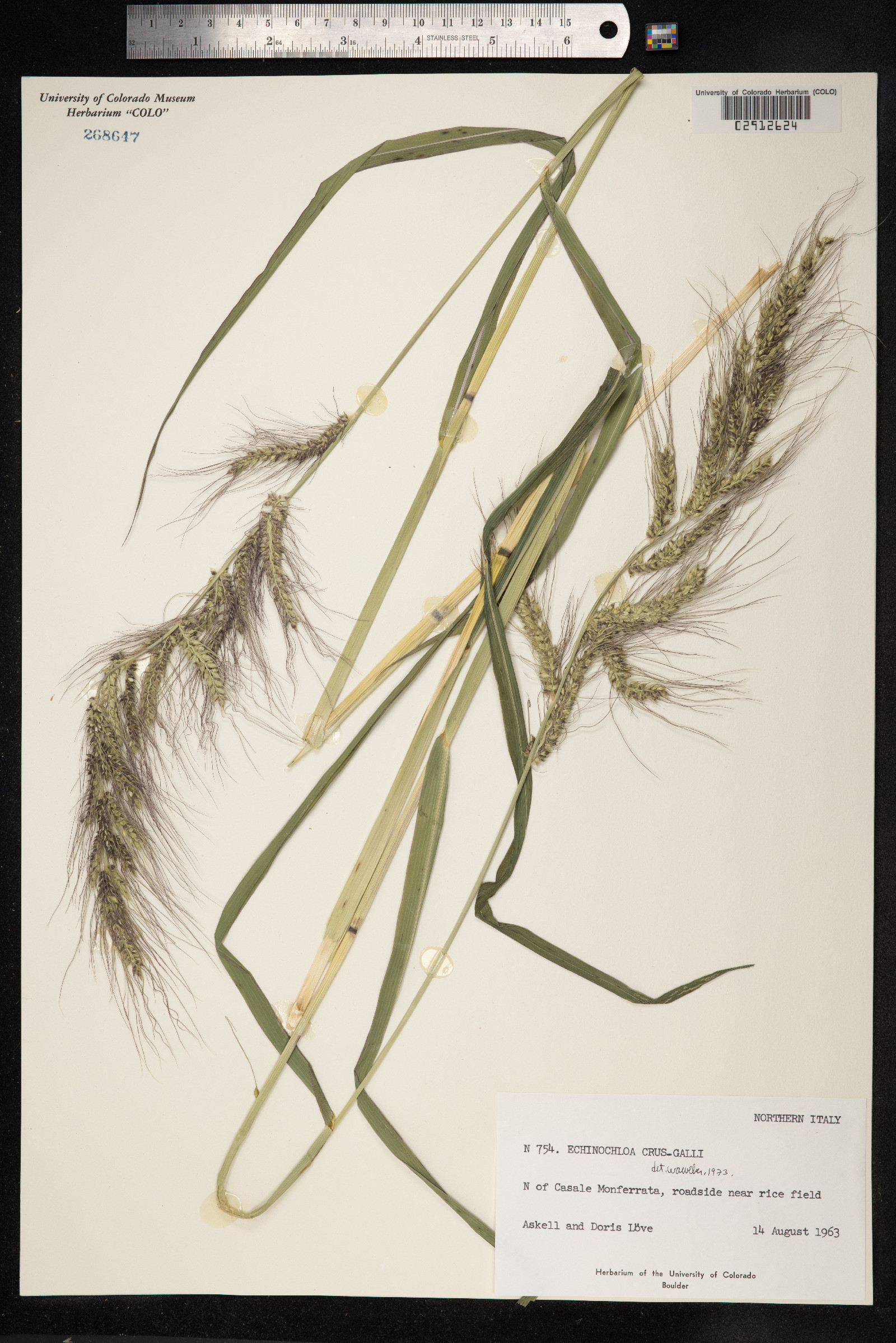 Echinochloa crus-galli image