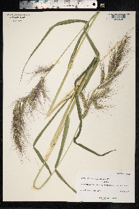 Echinochloa crus-galli image