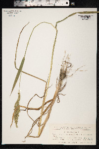 Echinochloa crus-galli image