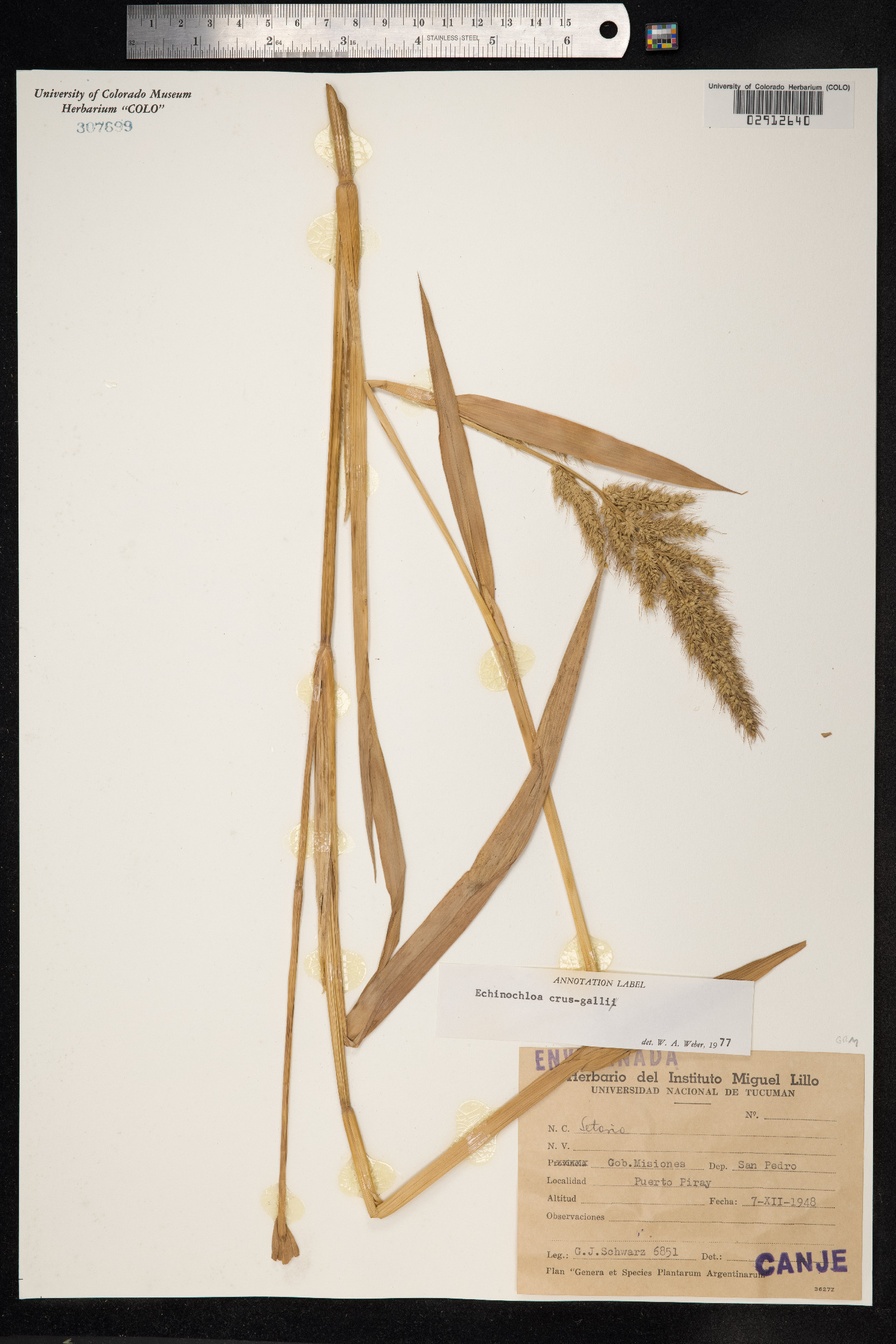 Echinochloa crus-galli image