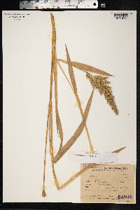 Echinochloa crus-galli image