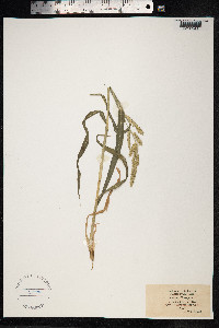 Echinochloa crus-galli image