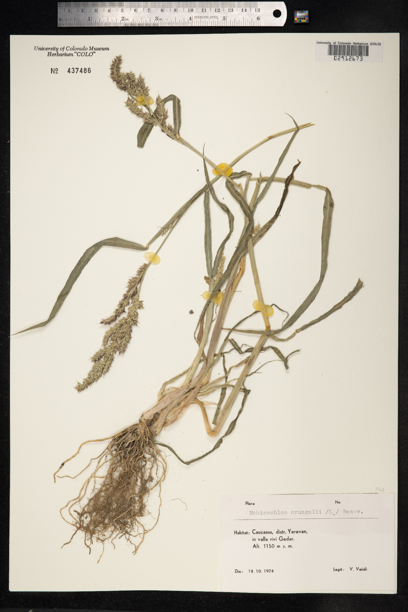 Echinochloa crus-galli image