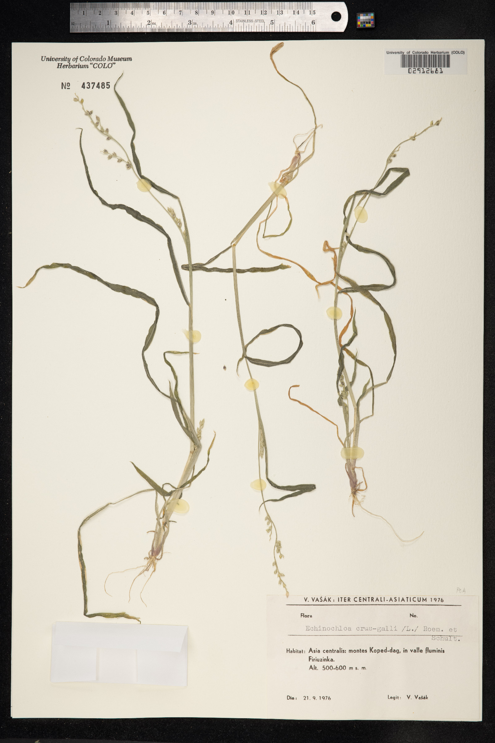 Echinochloa crus-galli image