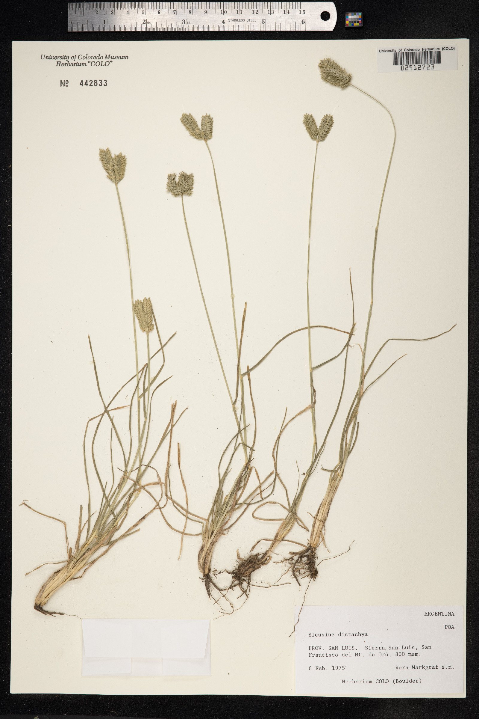 Eleusine indica image