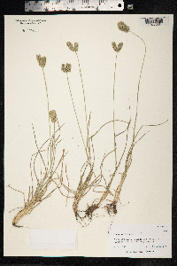 Eleusine indica image