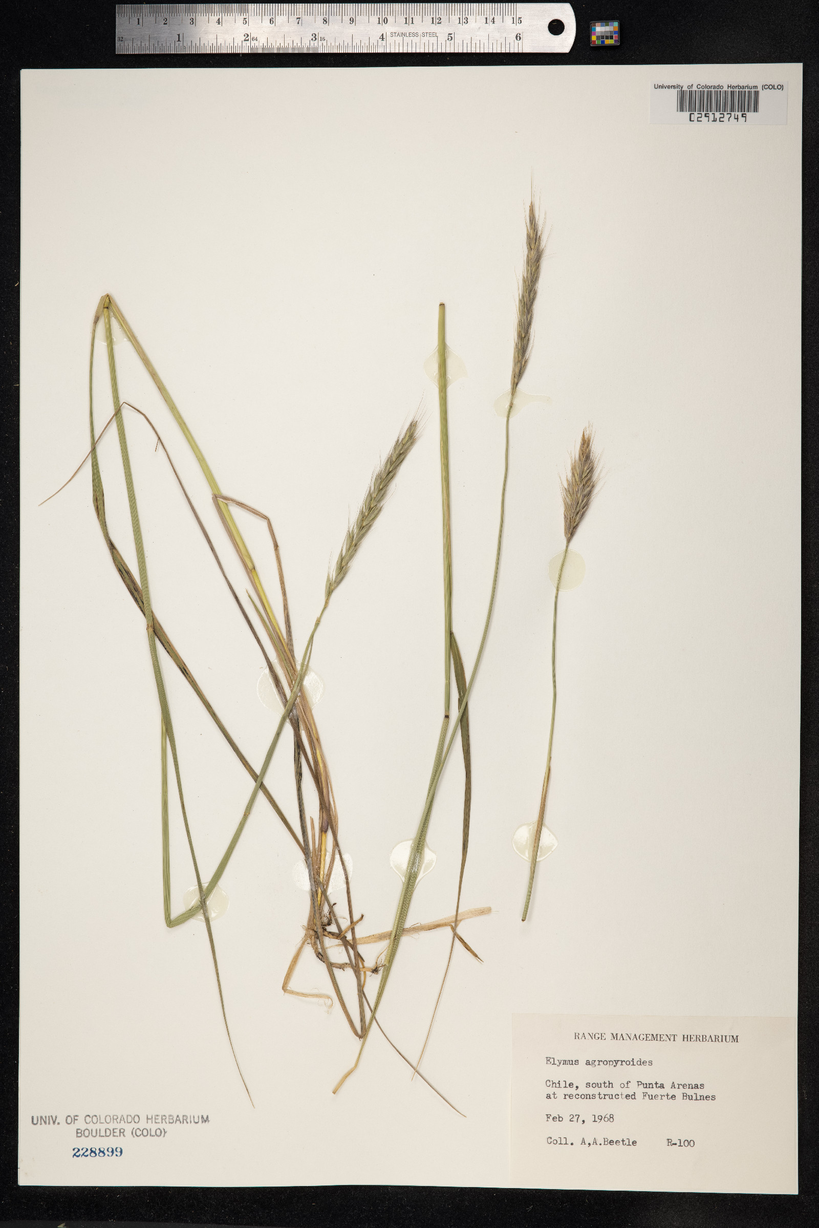 Elymus angulatus image