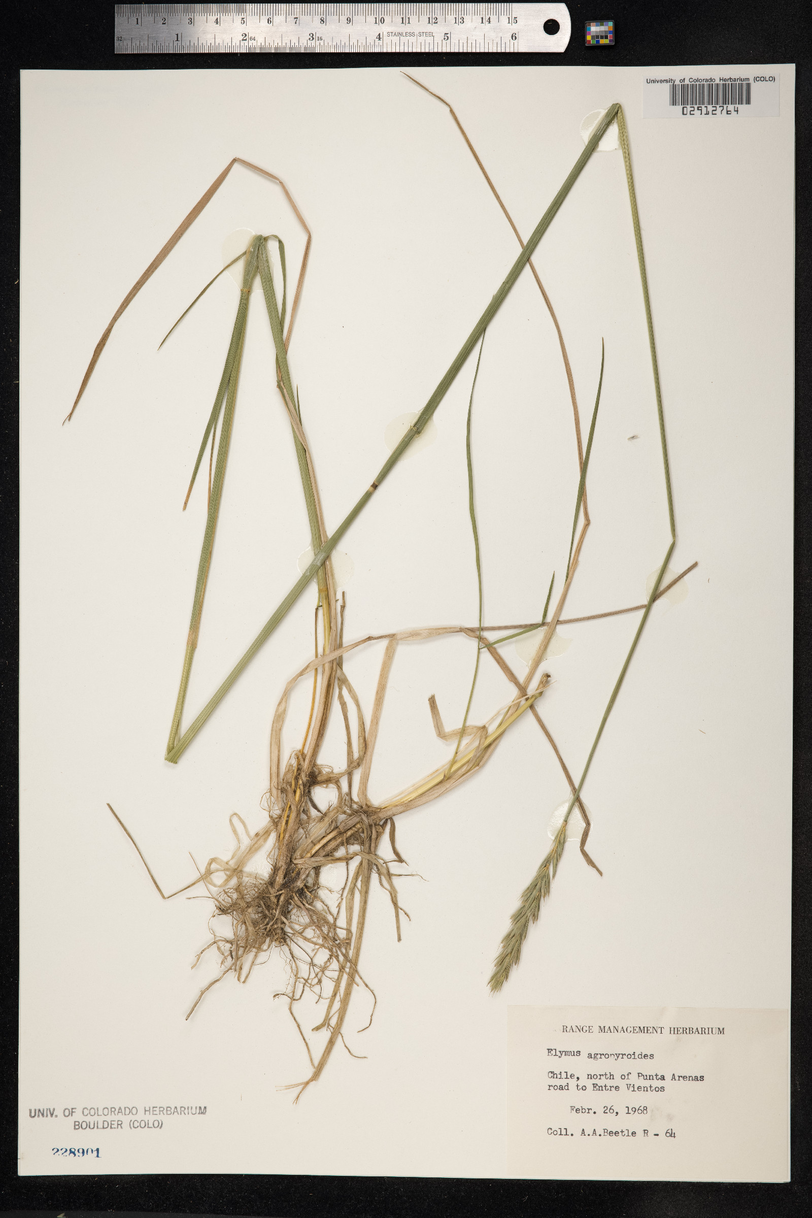 Elymus angulatus image
