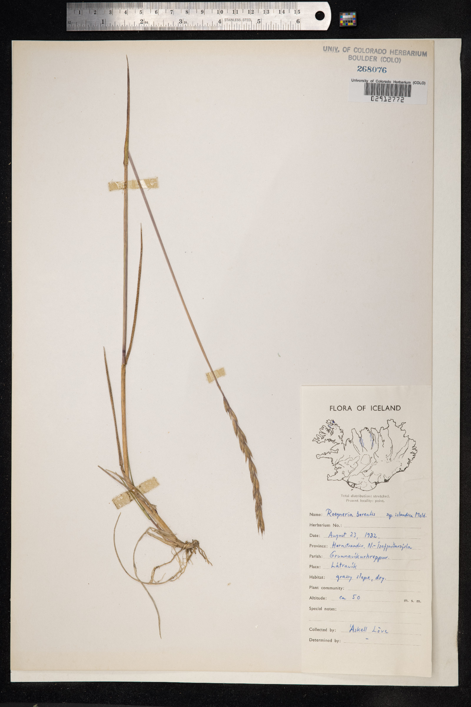 Elymus alaskanus image