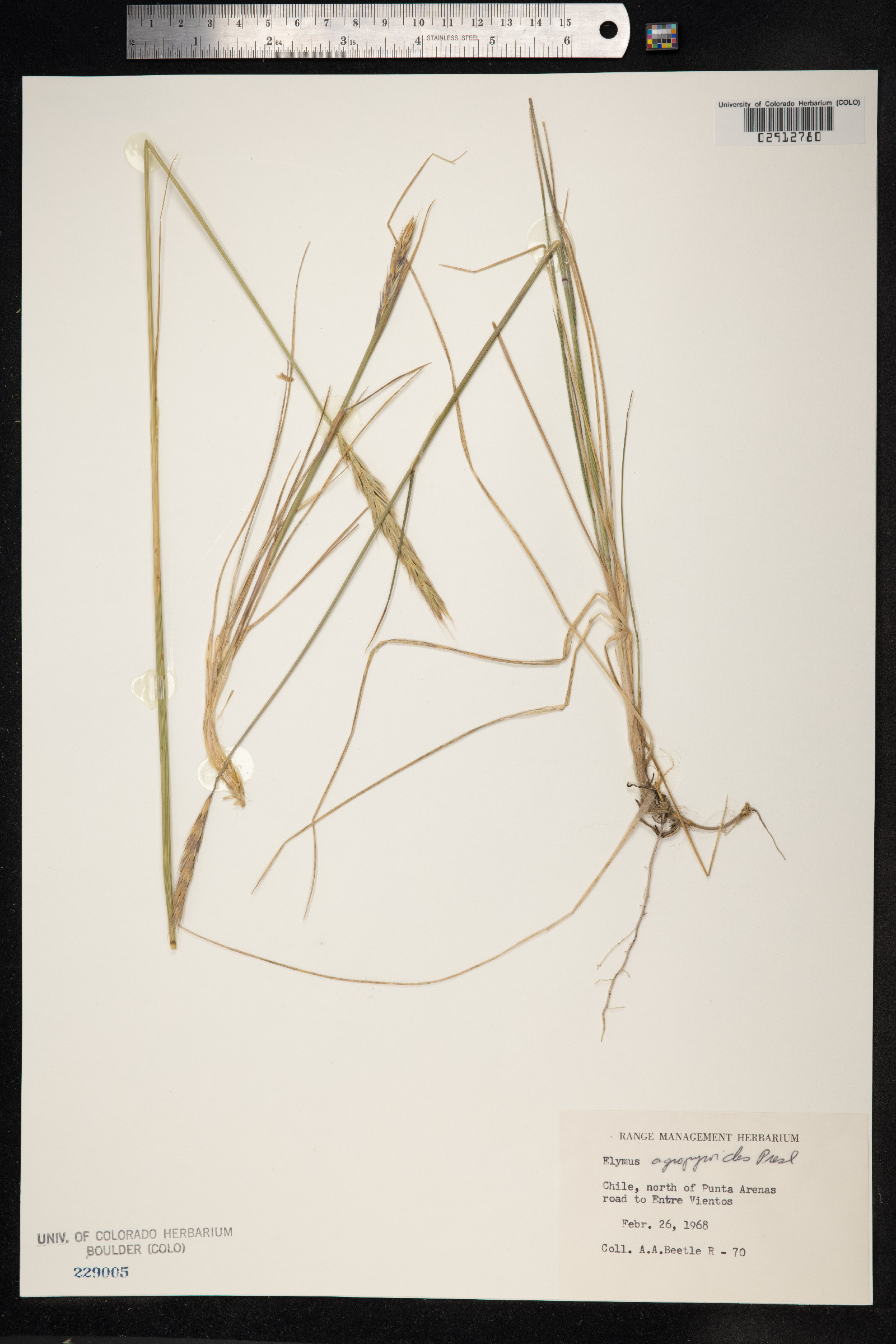 Elymus angulatus image