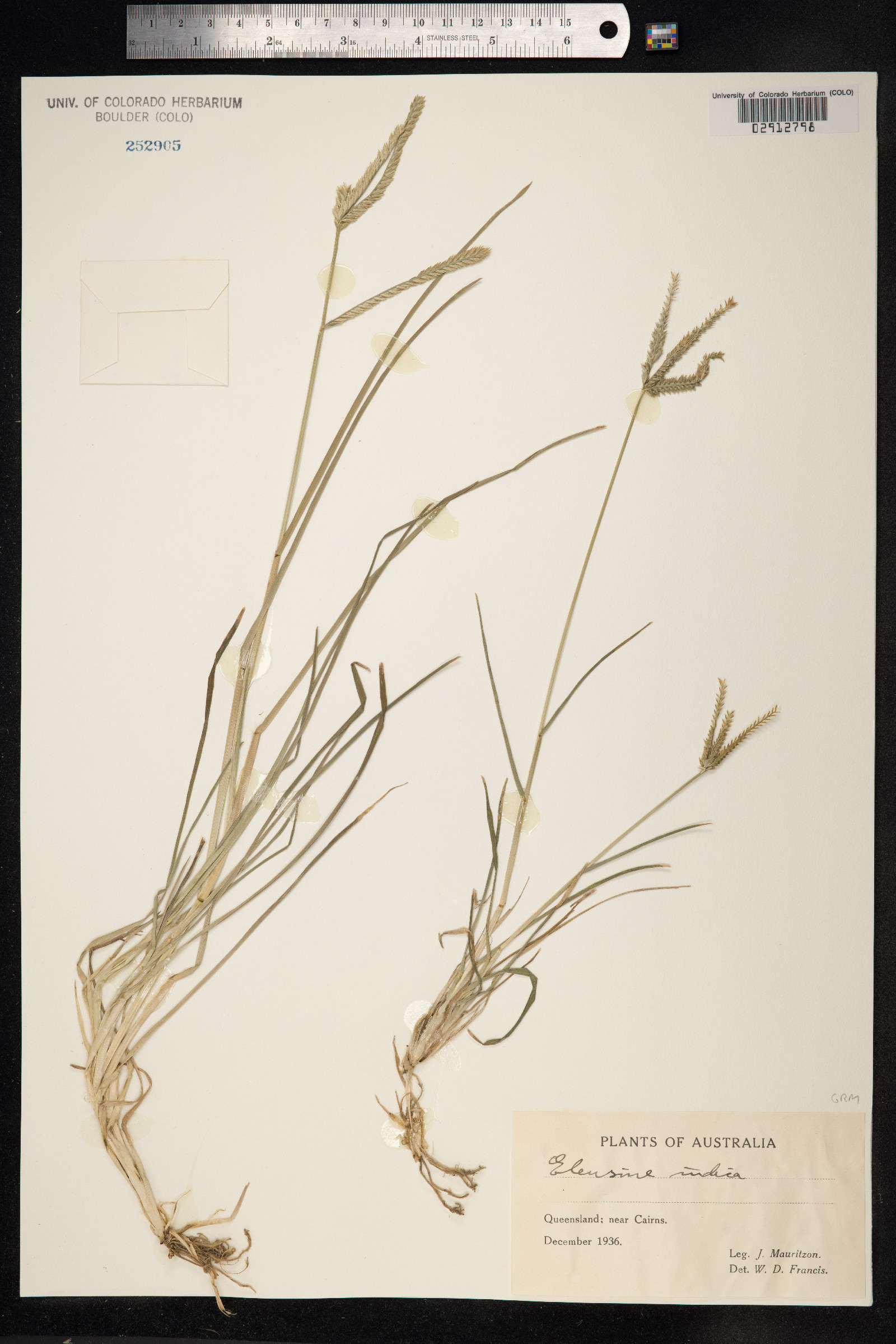 Eleusine image