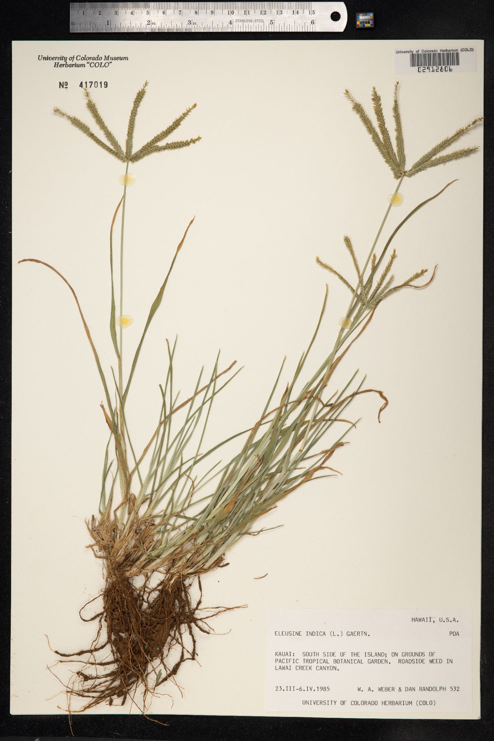 Eleusine indica image