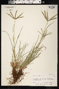 Eleusine indica image