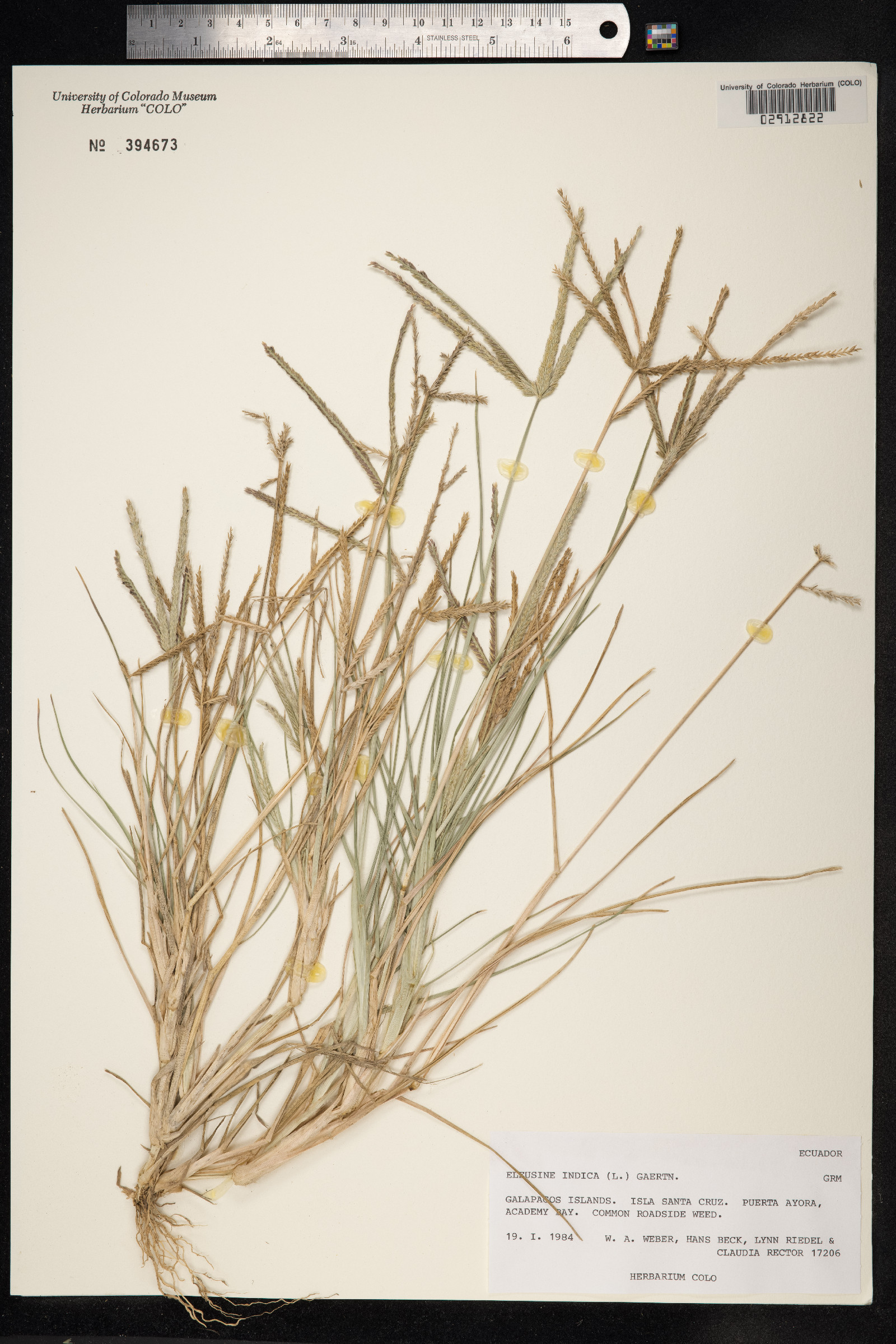 Eleusine indica image