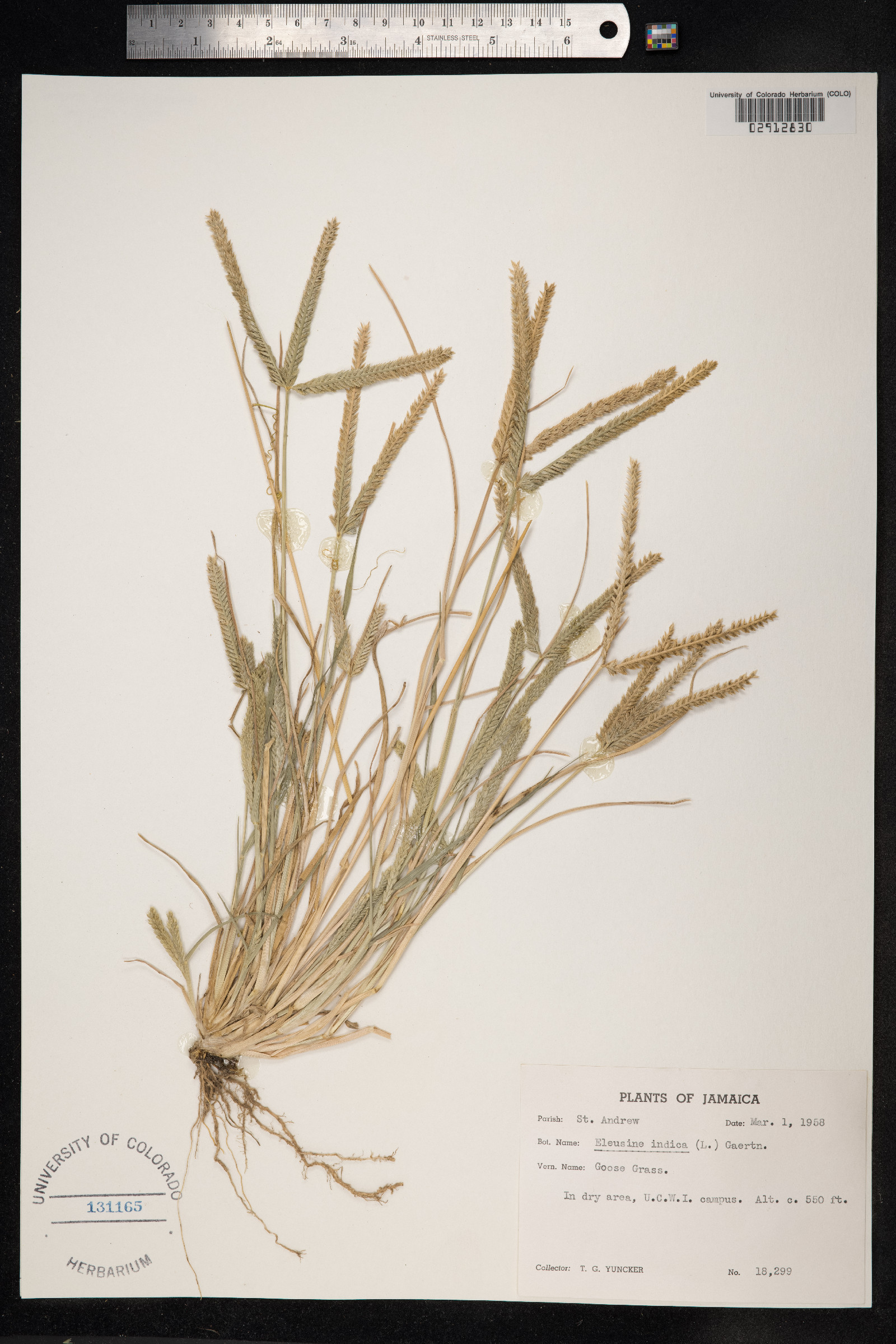 Eleusine indica image