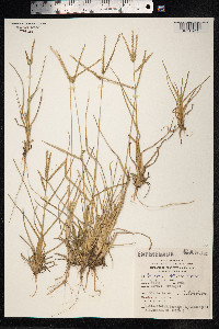 Eleusine indica image