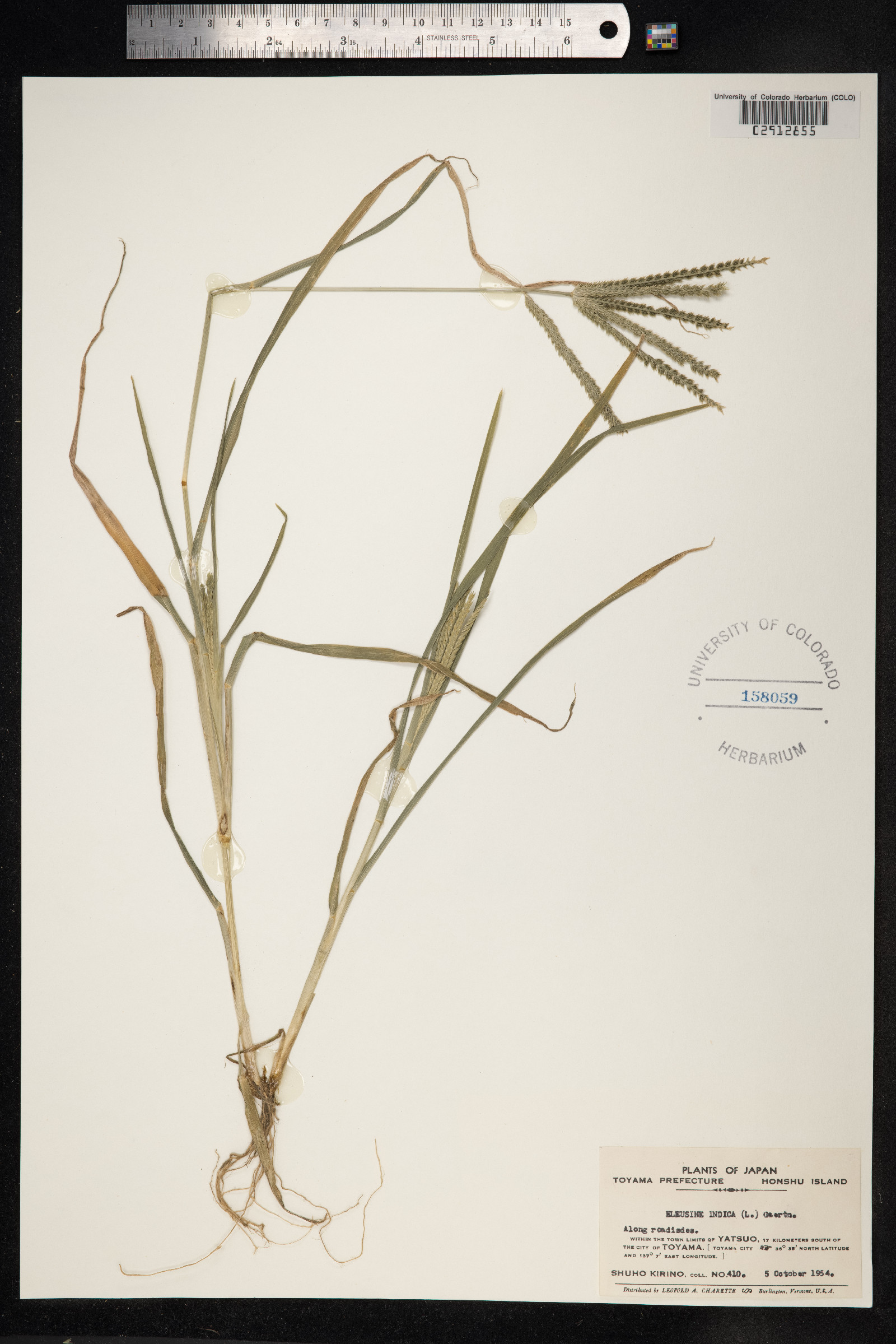 Eleusine indica image