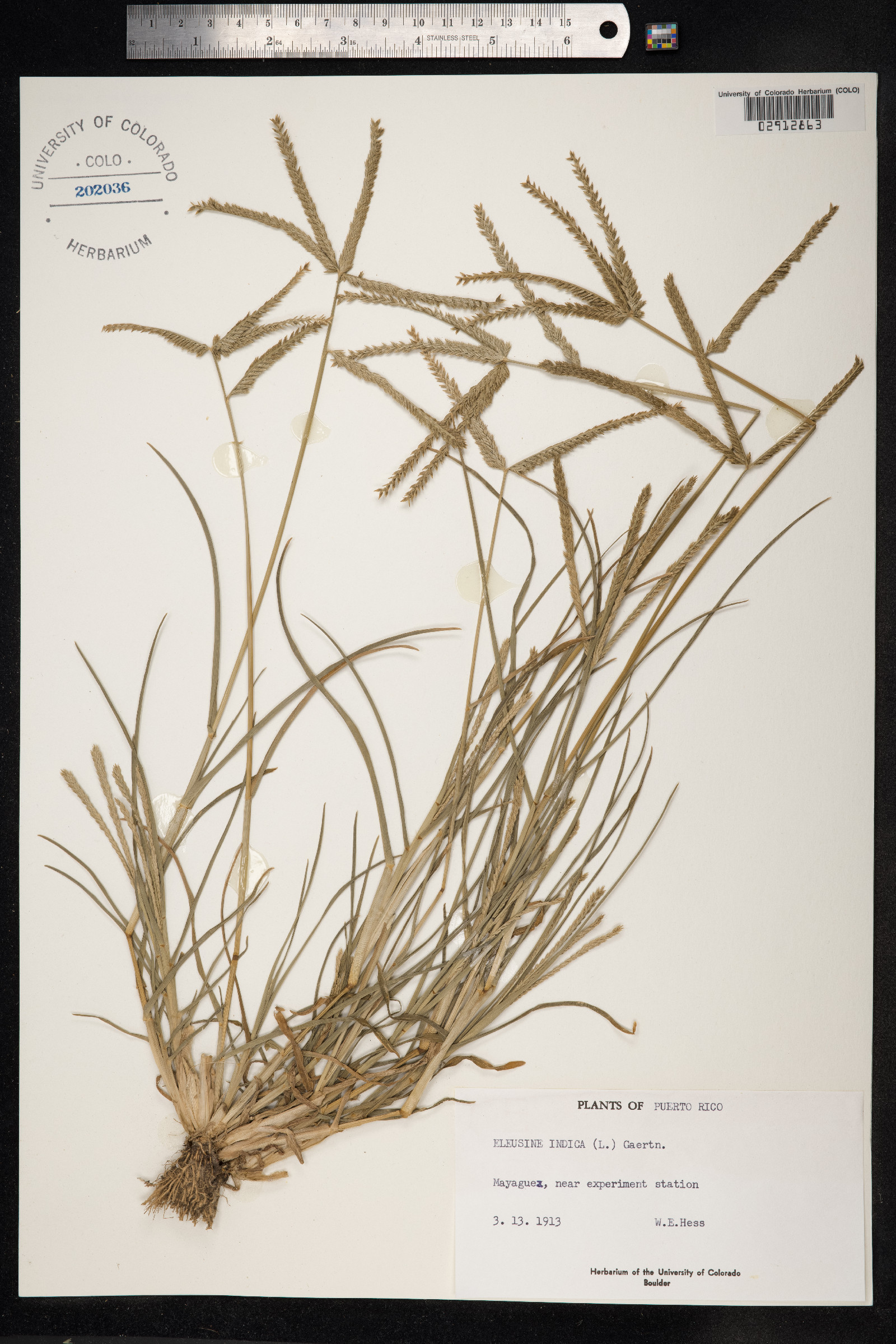 Eleusine indica image