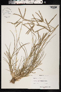 Eleusine indica image