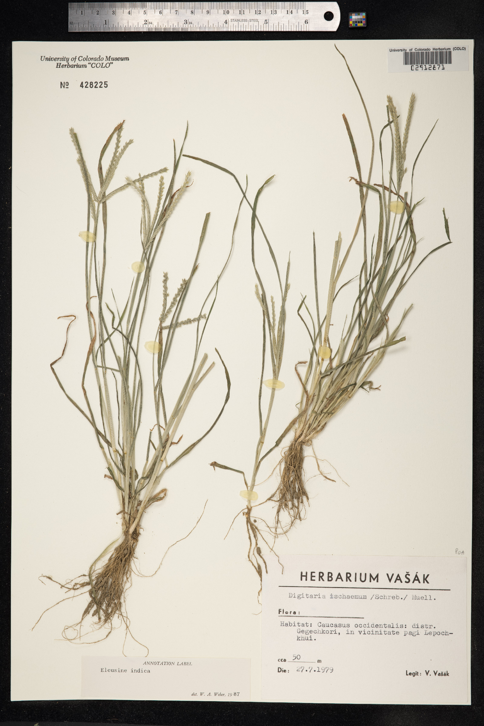 Eleusine image