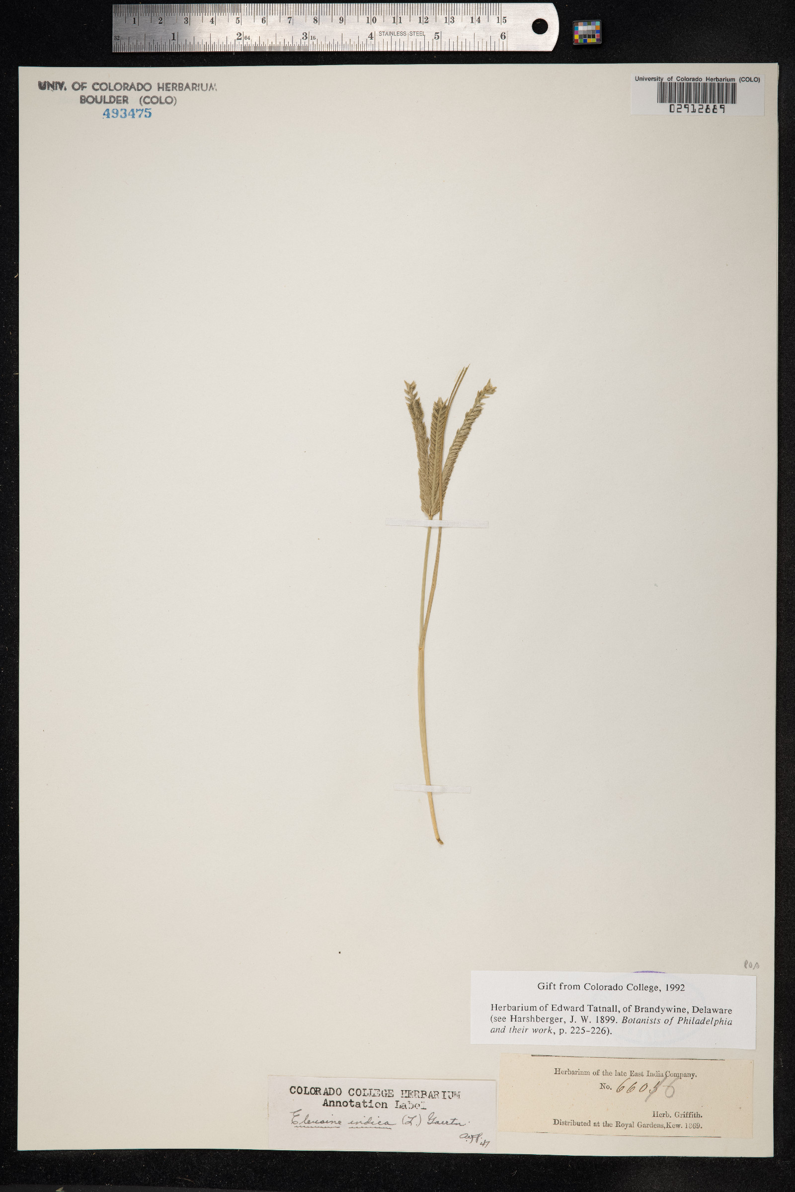 Eleusine indica image