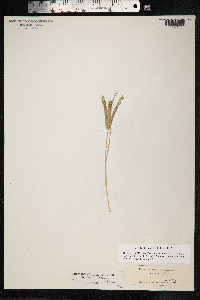 Eleusine indica image