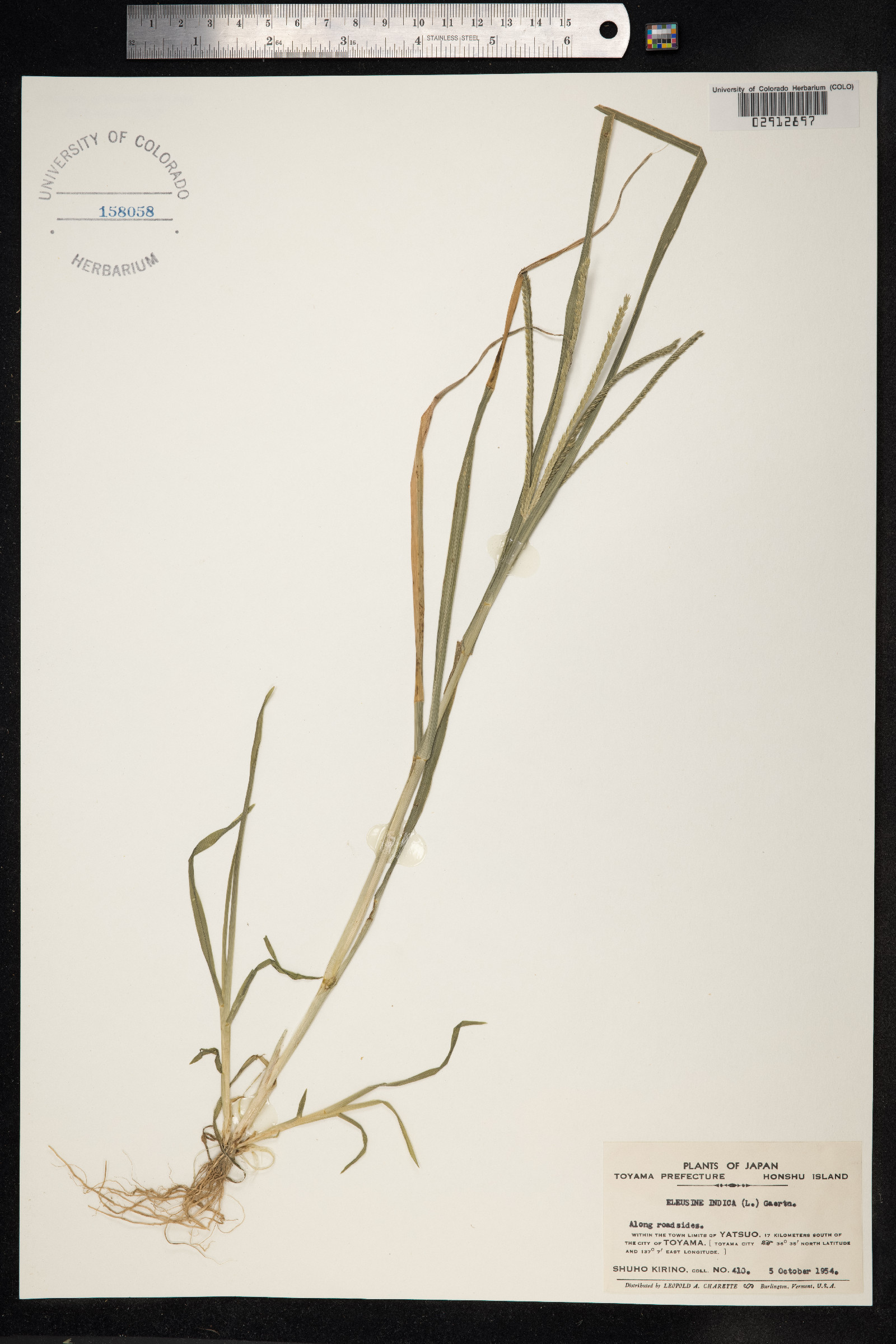 Eleusine image