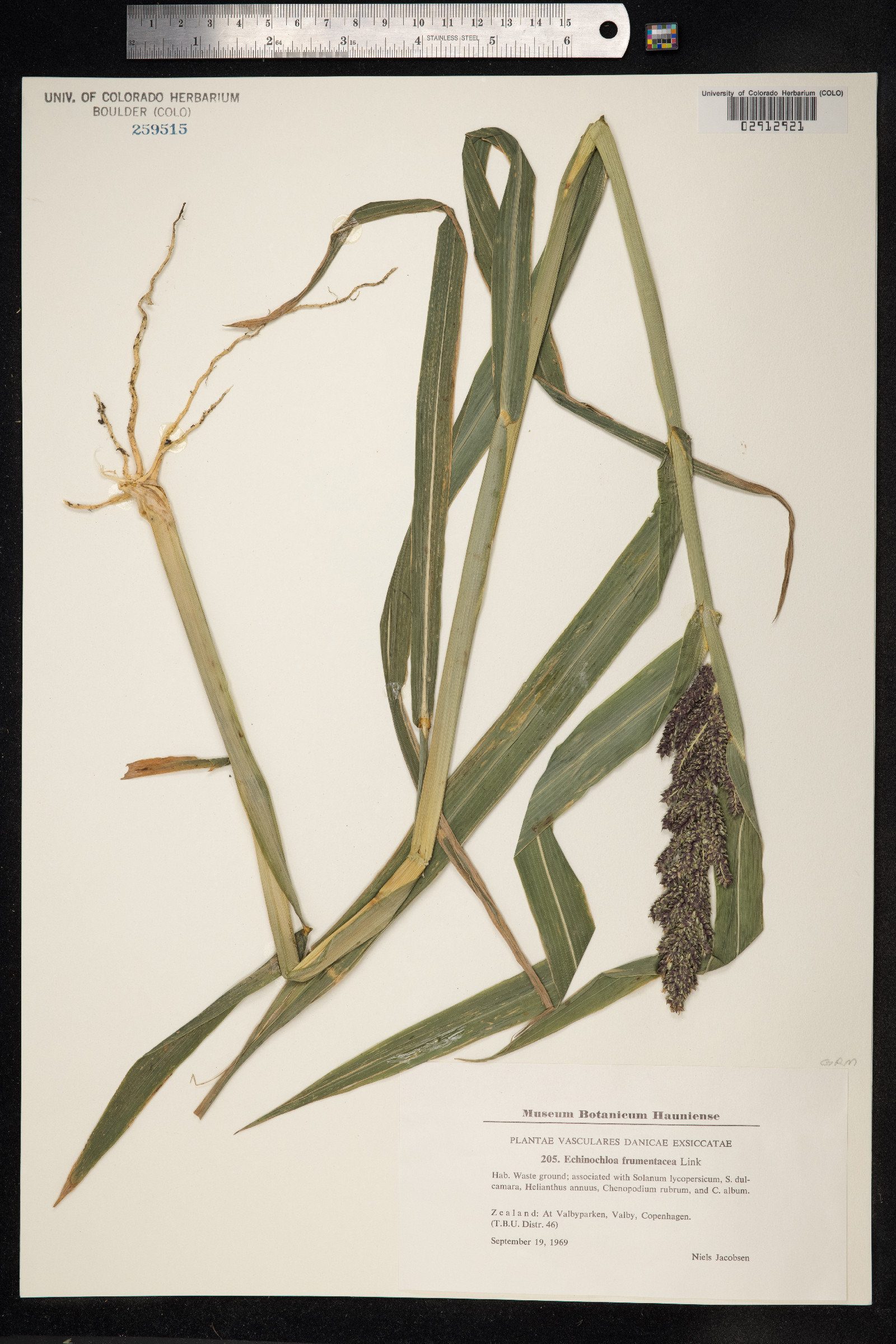 Echinochloa frumentacea image