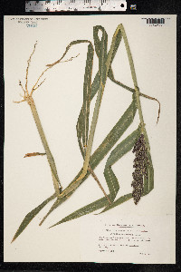 Image of Echinochloa frumentacea