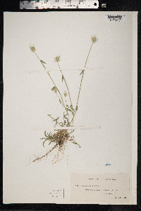 Echinopogon ovatus image