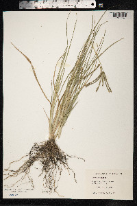 Eleusine indica image