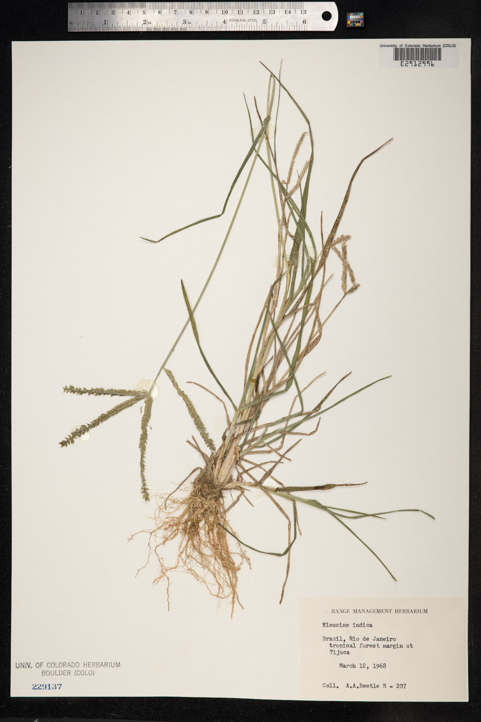 Eleusine indica image
