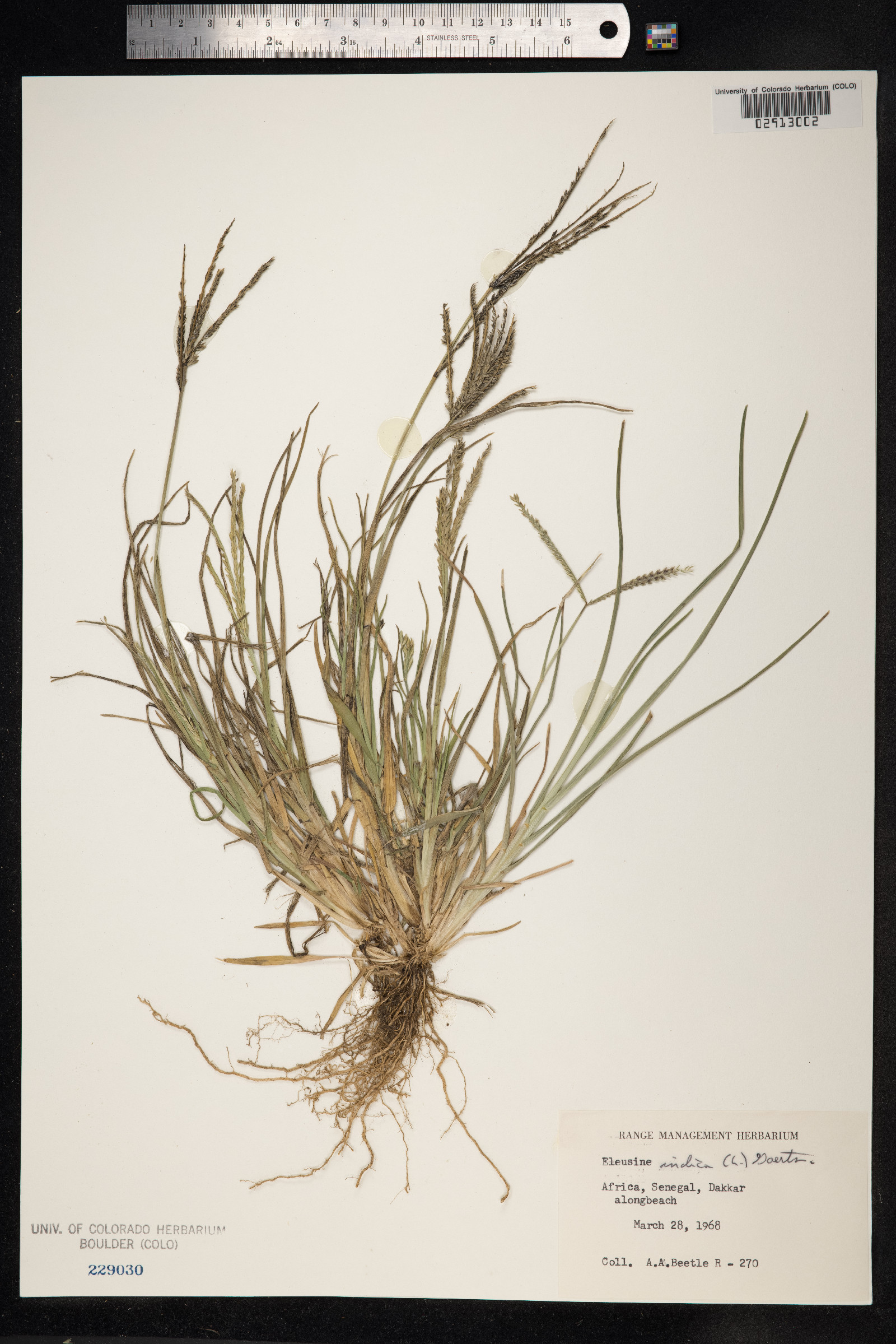 Eleusine indica image