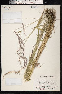 Elymus sibiricus image
