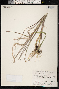 Elymus sibiricus image