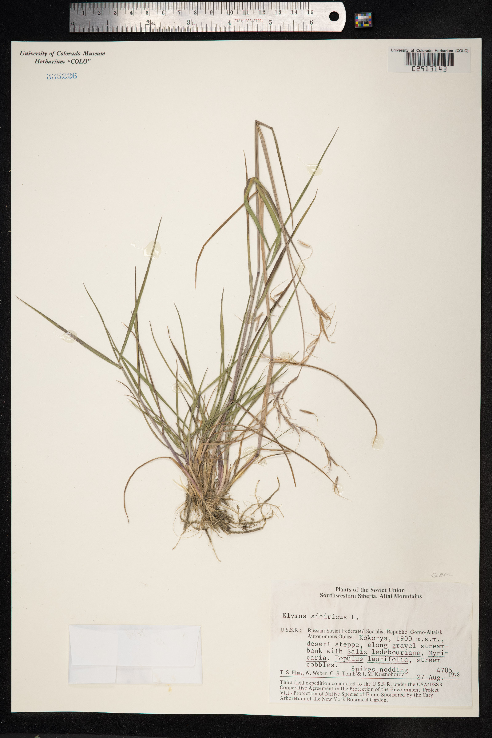Elymus sibiricus image