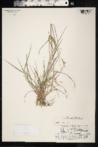 Elymus sibiricus image