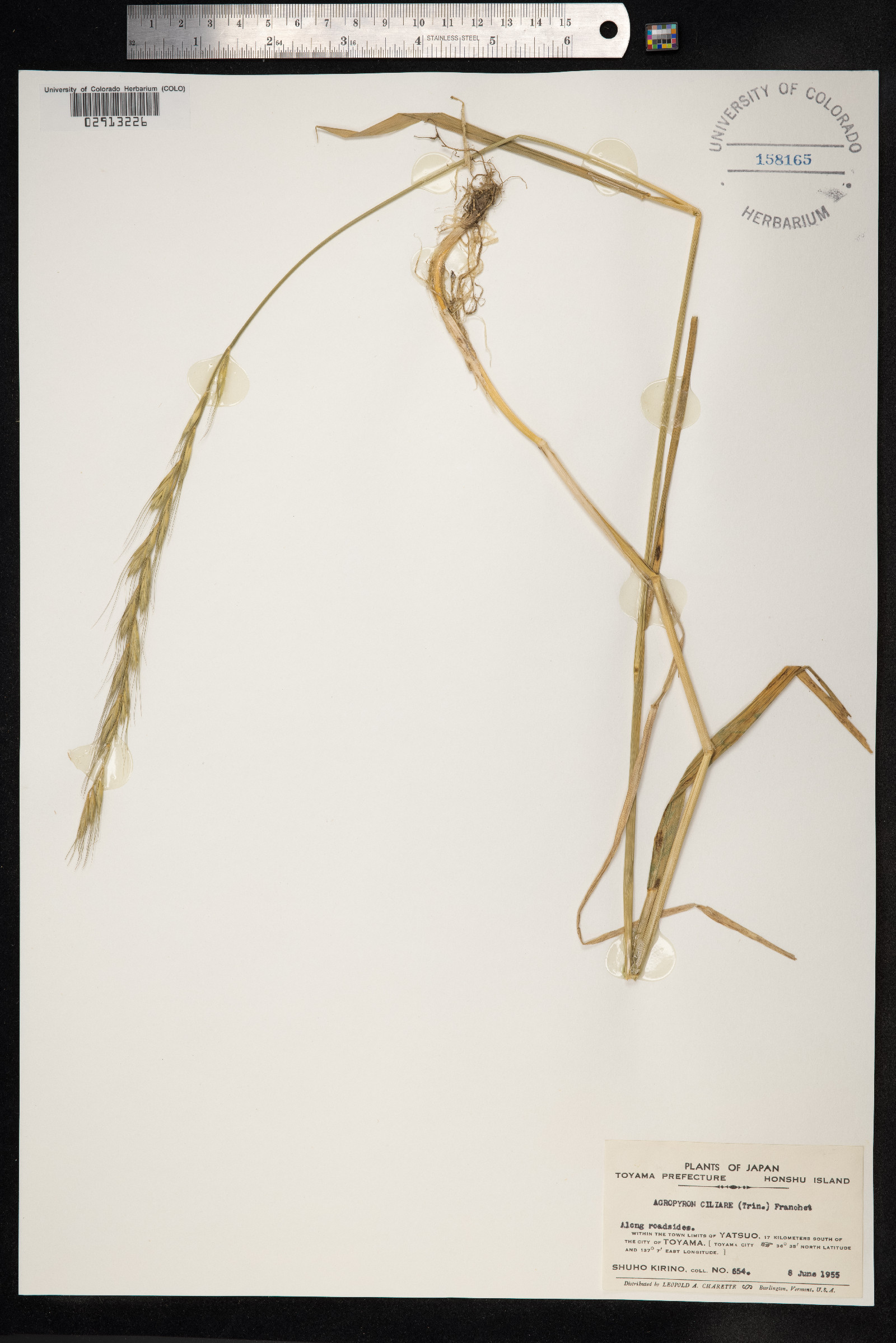 Elymus ciliaris image